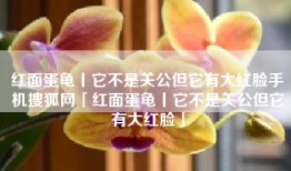 红面蛋龟丨它不是关公但它有大红脸手机搜狐网「红面蛋龟丨它不是关公但它有大红脸」