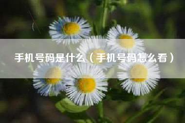 手机号码是什么（手机号码怎么看）